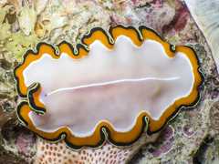 Pseudoceros bimarginatus