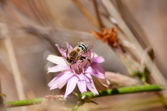 Anthophora