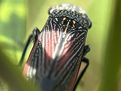 Cuerna striata
