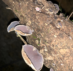 Auricularia polytricha
