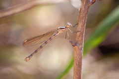 Lestidae