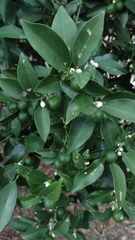 Citrus japonica