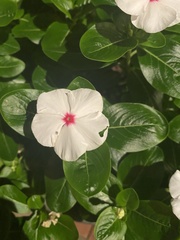Catharanthus