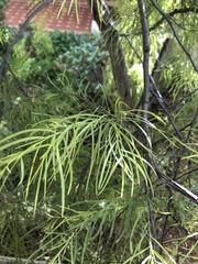 Acacia cognata