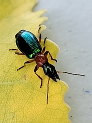 Calleida punctata