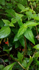 Cuphea appendiculata