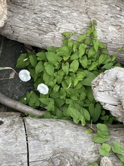Calystegia silvatica