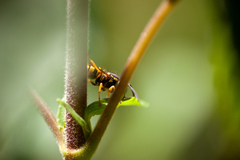 Vespula pensylvanica