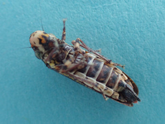 Paraulacizes irrorata