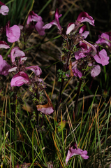 Pedicularis kerneri