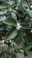 Citrus japonica