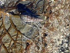 Batillaria attramentaria