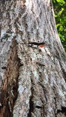Anolis antonii