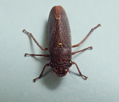 Paraulacizes irrorata