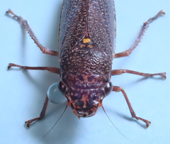 Paraulacizes irrorata