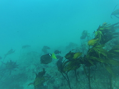Eisenia arborea