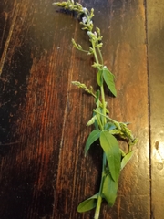 Desmodium illinoense