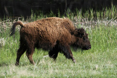 Bison bison