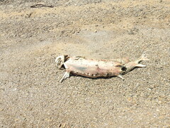 Acipenser transmontanus