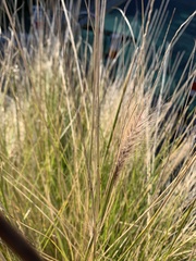 Austrostipa stipoides