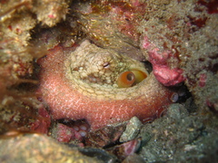 Octopus bimaculoides