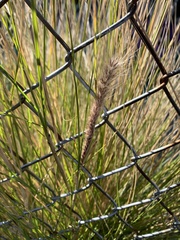 Austrostipa stipoides