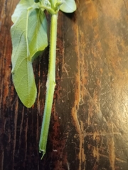Desmodium illinoense
