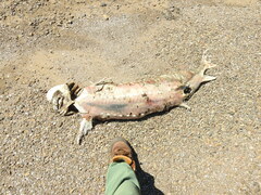 Acipenser transmontanus