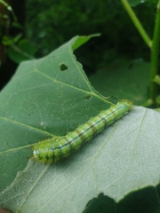 Saturniidae