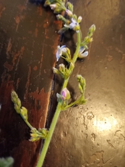 Desmodium illinoense