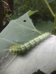 Saturniidae