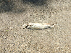 Acipenser transmontanus