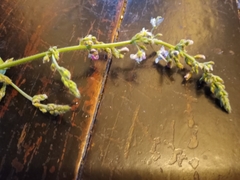 Desmodium illinoense
