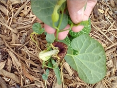 Aristolochia fimbriata