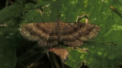 Phalaenostola larentioides