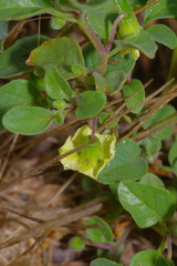 Physalis mollis