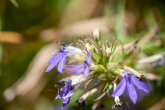 Palmerella debilis serrata