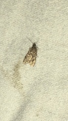 Eudonia heterosalis