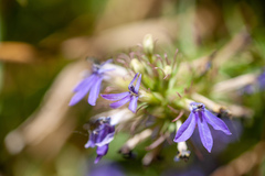 Palmerella debilis serrata