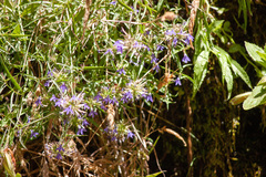 Palmerella debilis serrata