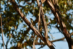 Ptilotula penicillata