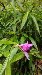 Sobralia macrantha