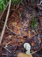 Trichoderma alutaceum