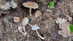 Leucoagaricus mucrocystis