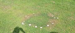 Agaricus braendlei