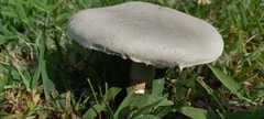 Agaricus braendlei