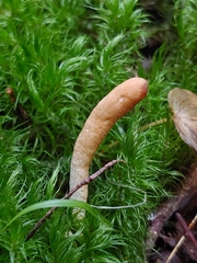 Trichoderma alutaceum