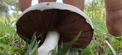 Agaricus braendlei