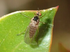 Empididae