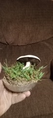 Agaricus braendlei